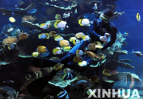 青岛海底世界水下喂鱼场景很“唯美” 