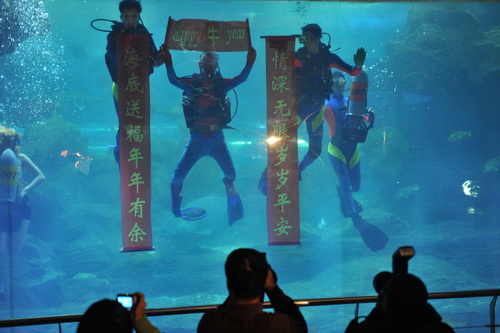 青岛海底世界春节黄金周牛年更“牛”