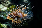 有毒生物   海底独有