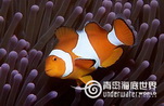 公子小丑鱼